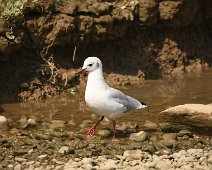 Black Headed Gull Black headed gull in winter plumage. Bit confusing when you can't see the black head - which is actually a dark brown in the summer time !